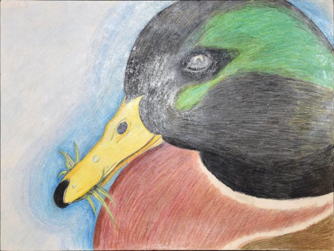 Drawing of a duck